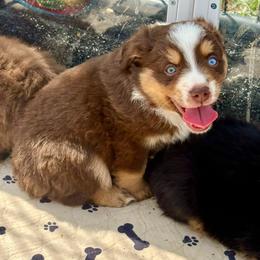 Red tri male - Red tri male Miniature Australian Shepherd puppy in Lemon Cove, California from Magic Ranch Mini Aussies