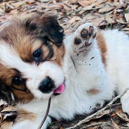 Mr Personality - White and red male Nederlandse Kooikerhondje puppy in Gainesville, Florida from Ambermoon Kooikerhondje Blackamber Greater Swiss Mountain Dogs