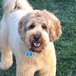 Porsche - Goldendoodle