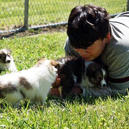 Pomsky, Shetland Sheepdog, and Toy Shetland Sheepdog Puppies from Mountain High Kennels
