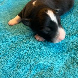 Buster - Black tri male Miniature Australian Shepherd puppy in Denair, California from CenCal Mini Aussies