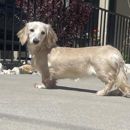 Bellarue - Dachshund