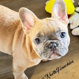 Anna - Blue fawn female French Bulldog puppy in Spokane, Washington from 47 North Frenchies, LLC