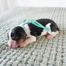 Green Girl - Tri-color female Cavalier King Charles Spaniel puppy in Nampa, Idaho from Heart Mountain Cavaliers & Floating Feathers Kennel