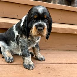 Denali (Pink) - Black white and tan female English Springer Spaniel puppy in Conifer, Colorado from Majestic Mountain Springs