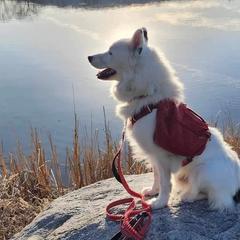 Yakutian Laikas from Caldersong Kennels