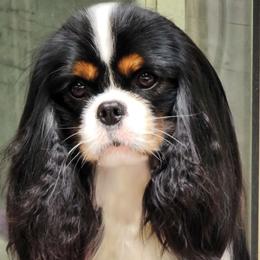 Lewis - Cavalier King Charles Spaniel