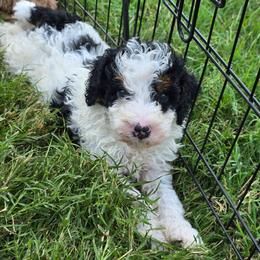 Parti boy - Black and white male Bernedoodle puppy in Graham, Texas from 2 Rose Ranch Doodles