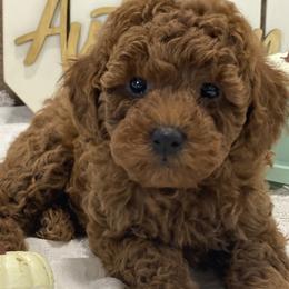 Cavapoos and Poodles from Heavn Sent Acres