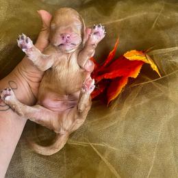 Blue Moon - Red  male Poodle puppy in Hemet, California from Vallevistadoodles