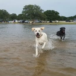 Labrador Retriever Puppies from Hero Labradors