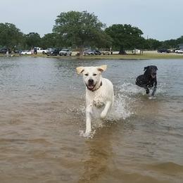 Labrador Retriever Puppies from Hero Labradors