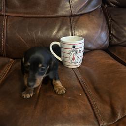 Watson - Black and tan male Dachshund puppy in Raleigh, North Carolina from Capital City Dachshunds