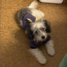 Penny - Aussiedoodle