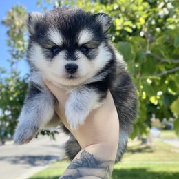 Pomsky Puppies from Pomsky Playpen