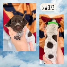 Boy-light green - White and liver male German Shorthaired Pointer puppy in Macclenny, Florida from Dillon's GSPs