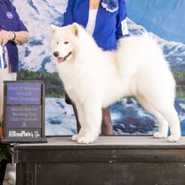 Mango - Samoyed