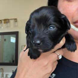Mint girl - Black and white female Aussiedoodle puppy in Nacogdoches, Texas from Glo’s Aussiedoodles