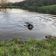Entlebucher Mountain Dog Puppies from Ironclad