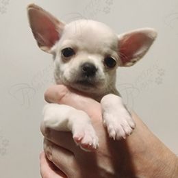 Chihuahua Puppies from Precious Paws of Florida