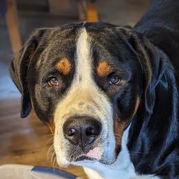 Kepler - Greater Swiss Mountain Dog