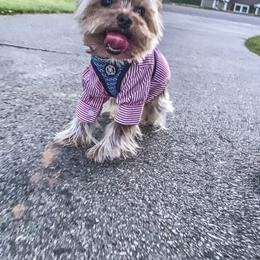Shih Tzu and Yorkshire Terrier All Grown Up from Empire Yorkies