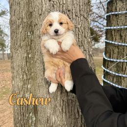 Cashew - Yellow and white male Bernedoodle puppy in Mount Vernon, Missouri from PoodlelyDoodlely