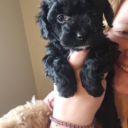 Thistle - Black and white female Aussiedoodle puppy in Tucson, Arizona from Ever After Doodles Arizona