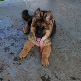 German Shepherd Puppies from Von Sagendorf Proud Paws