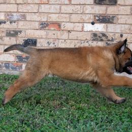 Belgian Malinois and German Shepherd Puppies from Madhouse’s Belgian Malinois and German Shepherds