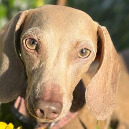 Dachshunds from Ranchy Doxies