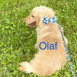 Olaf - Dachshund