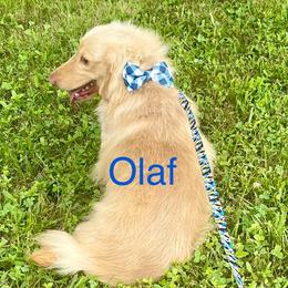 Olaf - Dachshund