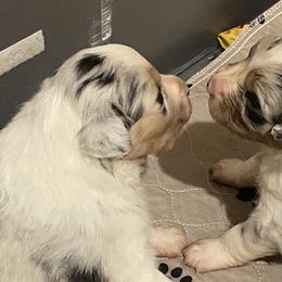 Australian Shepherds and German Shorthaired Pointers from Flynbee Farm