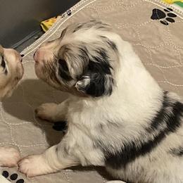 Australian Shepherds and German Shorthaired Pointers from Flynbee Farm