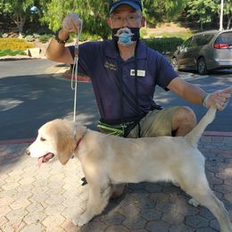 Golden Retriever Puppies from Nutmeg's Golden Puppy Dog