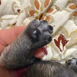 Falcon - Fawn male Pug puppy in Delray, West Virginia from Vaubel Country Pugs