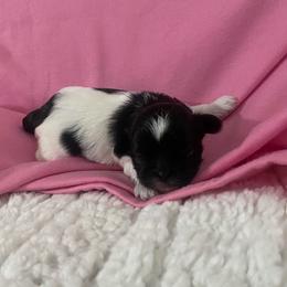 Reina - Black and white female Shih Tzu puppy in Melbourne, Florida from Sassy Shih Tzu Puppies