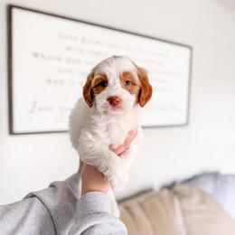Hailthorn - Parti male Goldendoodle puppy in Greencastle, Indiana from Willow & Co.