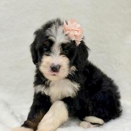 Bubbles - Tri-color female Bernedoodle puppy in Hegins, Pennsylvania from Bubbling Springs Doodles, LLC
