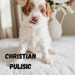 Christian Pulisic - Parti male Goldendoodle puppy in Jacksonville, Florida from First Coast Goldendoodles