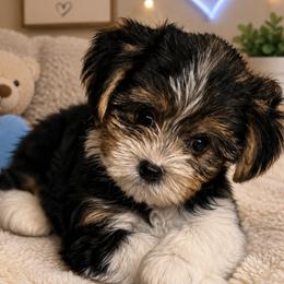 Parti boy 1 - Parti male Yorkshire Terrier puppy in Ohio from Britt n Cindys Yorkshire Terriers