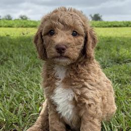 Goldendoodles from Sarah’s Goldendoodles of Alabama