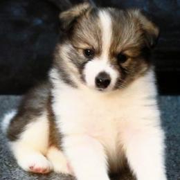 G4 - Tri-color female Border Collie puppy in Milton, Pennsylvania from C&C Border Collies