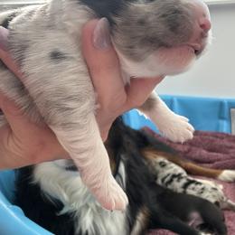 Sasha - Blue merle female Miniature Australian Shepherd puppy in Greenwood, Indiana from Above All Aussies