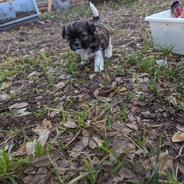 Shih Tzu Puppies from We Shih Tzu Not!