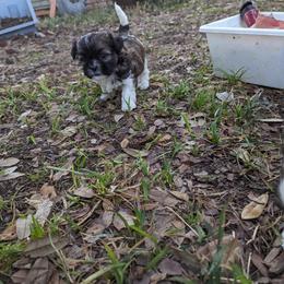 Shih Tzu Puppies from We Shih Tzu Not!