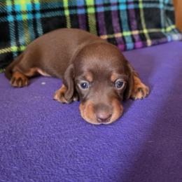 Reece - Chocolate and tan female Dachshund puppy in Klamath Falls, Oregon from Luvindoxys4u