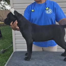 Red Collar - Black female Cane Corso puppy in Pylesville, Maryland from Safe Haven Cane Corso
