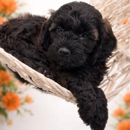 Orange - Sable male Goldendoodle puppy in Byron, Georgia from Southern Olive Doodles 🫒